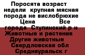 Поросята возраст 4 недели, крупная мясная порода(не вислобрюхие ) › Цена ­ 4 000 - Все города, Ступинский р-н Животные и растения » Другие животные   . Свердловская обл.,Среднеуральск г.
